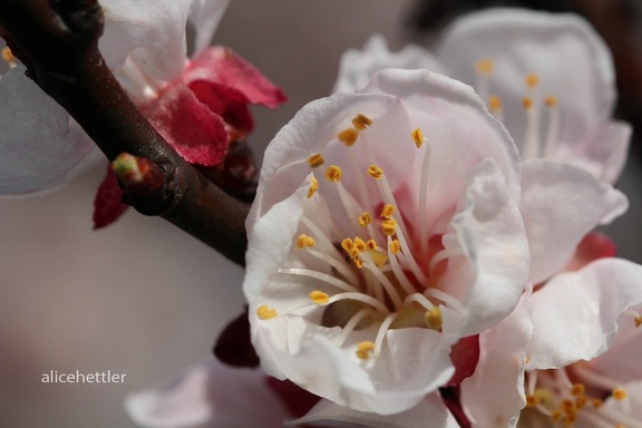 Aprikose (Prunus armeniaca)